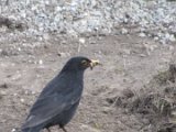 Amsel 03